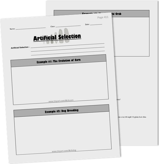 Artificial Selection Examples Corn